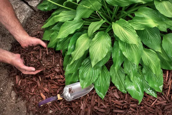 Mulching in Elgin, IL